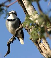 White-tailed Shrike - Lanioturdus torquatus