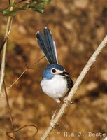 Lovely Fairywren - Malurus amabilis