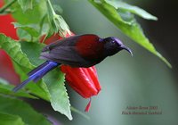 Black-throated Sunbird - Aethopyga saturata