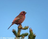 Red-mantled Rosefinch - Carpodacus rhodochlamys