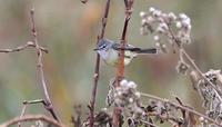 White-crested Tyrannulet Serpophaga subcristata