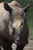 White Rhinoceros (Ceratotherium simum) Status: Lower Risk