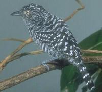 barred antshrike, male