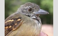 An antbird from the humid lowland jungles of extreme eastern Panama