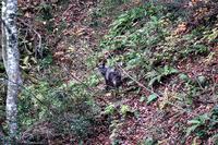 wild Japanese serow