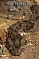 Puff adder stock photo