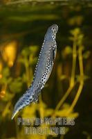 Alpine newt ( Triturus alpestris ) underwater , male stock photo