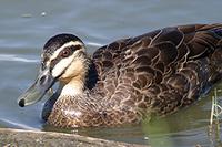 Pacific Black Duck