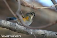 Fig. 8. Red-flanked Bluetail : 유리딱새