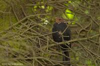 Common Blackbird Turdus merula