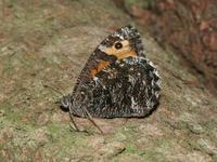 Grayling