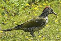 Green Woodpecker at Venus Pool 19th August 2005 (Paul King).