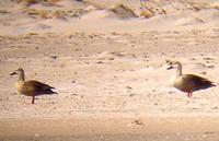 Spot-billed Duck