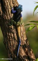 Blue-headed tree agama (Acanthocerus atricollis), viewed from the back