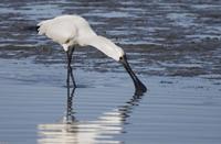 Royal Spoonbill (Platalea regia)