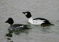 Common Goldeneye (Bucephala clangula)