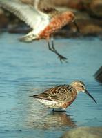 Curlew Sandpipers  (Calidris ferruginea)