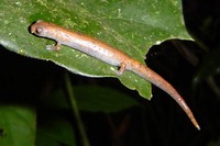 : Bolitoglossa altamazonica