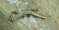 : Bolitoglossa rufescens