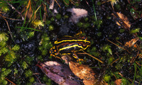 : Bufo variegatus