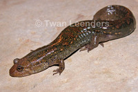 : Desmognathus quadramaculatus; Black-bellied Salamander