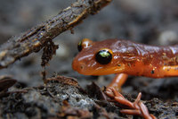 : Ensatina eschscholtzii; Ensatina Salamander