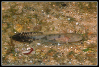 : Hynobius lichenatus