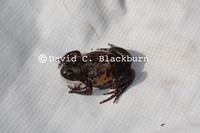 : Leptodactylodon axillaris