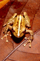 : Platymantis vitiensis; Fiji Tree Frog