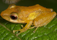 : Pristimantis variabilis