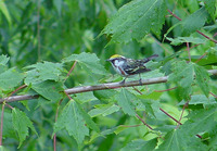 : Dendroica pensylvanica; Chestnut-sided Warbler