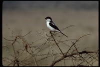 : Lanius dorsalis; Taita Fiscal