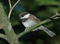 : Poecile rufescens; Chestnut-backed Chickadee