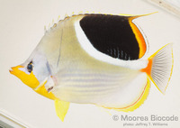 : Chaetodon ephippium