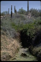 : Cyprinodon macularius; Desert Pupfish