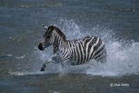 : Equus burchellii; Burchell's Zebra