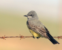 : Tyrannus vociferans; Cassin's Kingbird