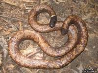 : Charina reinhardtii; Calabar Ground Boa