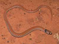 : Pygopus nigriceps; Western Hooded Scaly-foot