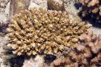 : Acropora retusa