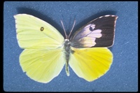 : Zerene eurydice; Gynandromorph