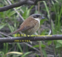 칡때까치Tiger Shrike