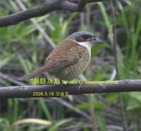 칡때까치Tiger Shrike