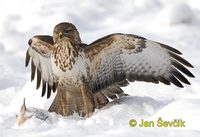 Photo of  Buteo buteo, Mäusebussard, Common Buzzard, káně lesní