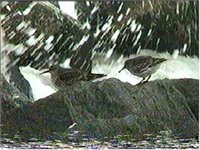 Purple Sandpipers feeding