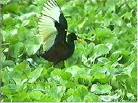 Northern Jacana