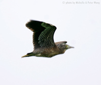 Malayan Night Heron » Gorsachius melanolophus