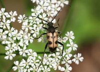 Judolia cerambyciformis var. octomaculata