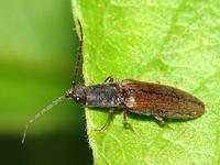 Athous bicolor