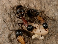 Camponotus herculeanus